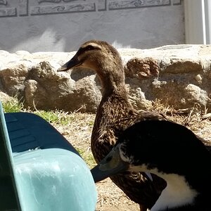 Lake and oreo