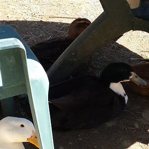 Oreo and flock