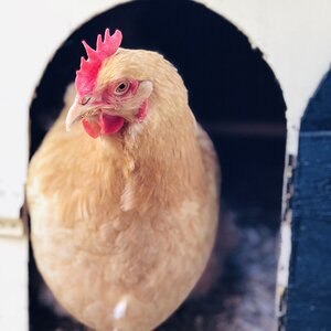 Buff Orpington Hen