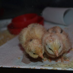 Mille Fluer Chicks
