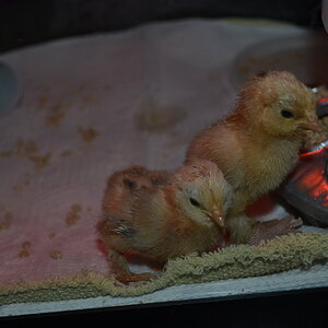 Mille Fluer Chicks