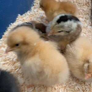 3 day old chicks