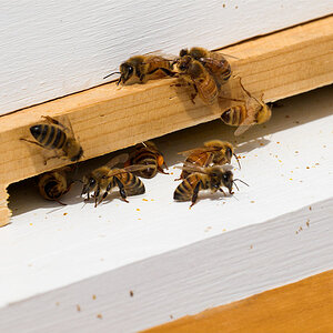 Honeybees_U4274483_04-27-2020-001.jpg