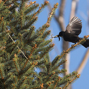 Grackle_X4230487_04-23-2020-001.jpg