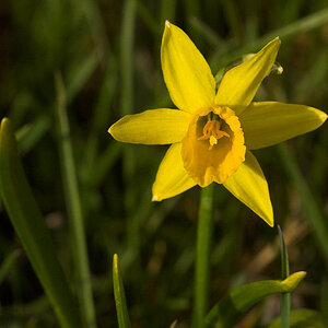 Daffodil_U4304509_04-30-2020-001.jpg