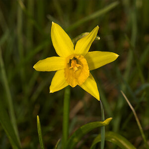 Daffodil_U4304510_04-30-2020-001.jpg