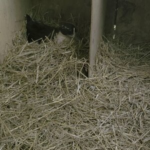 A new broody duck, part 4/6