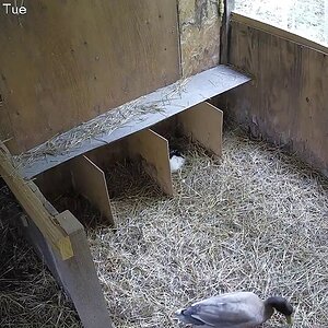A new broody duck, part 5/6