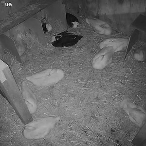 A new broody duck, part 6/6