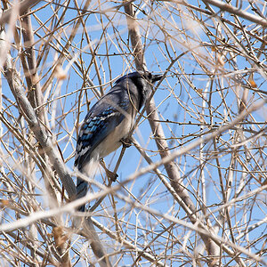 Blue_jay_X5080542_05-08-2020-001.jpg