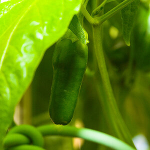 Jalapeno_pepper_X5080525_05-08-2020-001.jpg