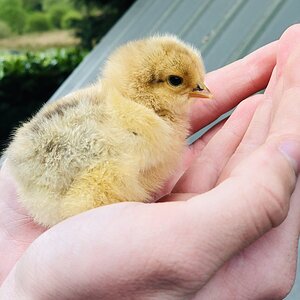 Blue buff columbian Brahma chick