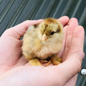 Golden Partridge Brahma chick