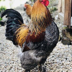 blue partridge brahma  BackYard Chickens - Learn How to Raise Chickens