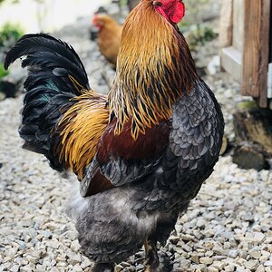 Blue Partridge Brahma Rooster