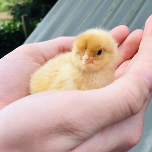 Blue buff columbian Brahma chick