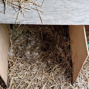 The carefully covered nest with seven developing eggs inside.