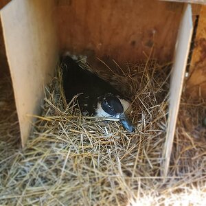 Broody duck sitting on her nest.