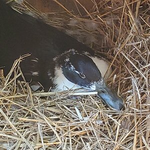 Brood duck sitting on her nest, close-up shot