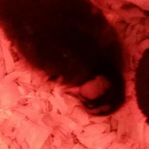 Sleepy duckling