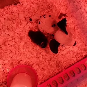 Surrogate mommy stuffed dog