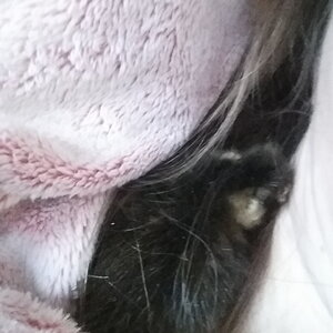 Snuggly duckling
