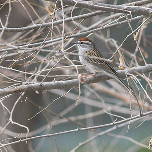 American_tree_sparrow_X5100586_05-09-2020-001.jpg
