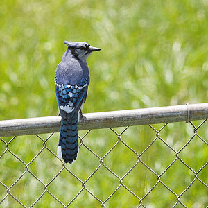 Blue_jay_X5120662_05-12-2020-001.jpg