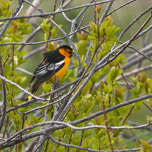 Bullock's_oriole_X5120634_05-12-2020-001.jpg