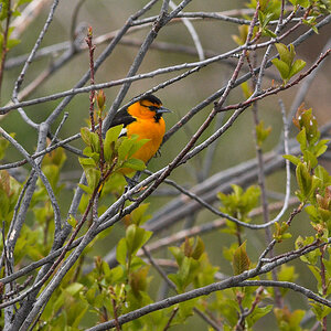 Bullock's_oriole_X5120636_05-12-2020-001.jpg