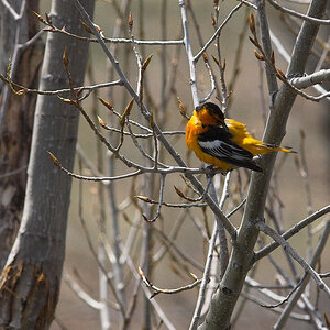 Bullock's_oriole_X5120641_05-12-2020-001.jpg