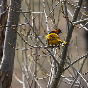 Bullock's_oriole_X5120647_05-12-2020-001.jpg