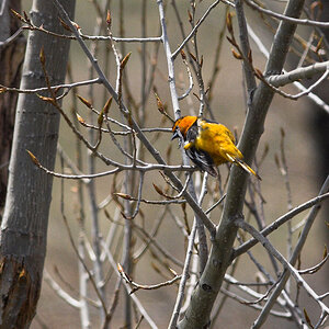 Bullock's_oriole_X5120649_05-12-2020-001.jpg