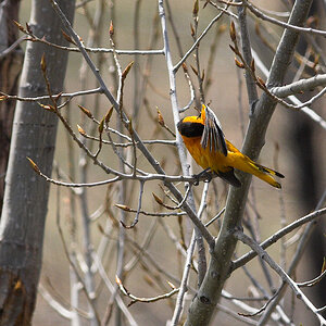 Bullock's_oriole_X5120653_05-12-2020-001.jpg