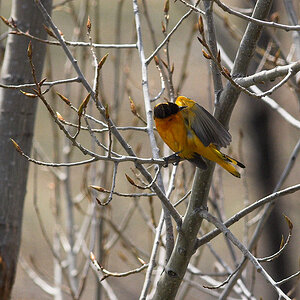 Bullock's_oriole_X5120656_05-12-2020-001.jpg