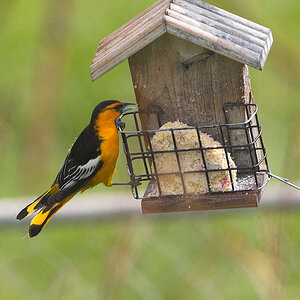 Bullock's_oriole_X5120685_05-12-2020-001.jpg