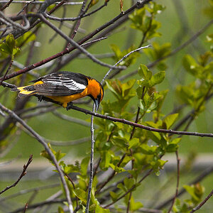 Bullock's_oriole_X5120687_05-12-2020-001.jpg