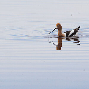 American_avocet_X5130752_05-13-2020-001.jpg