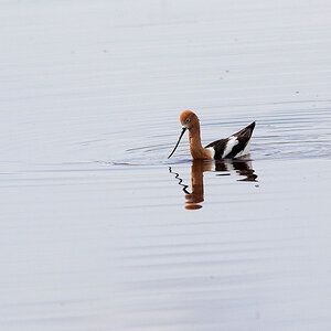 American_avocet_X5130765_05-13-2020-001.jpg
