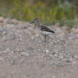 American_avocet_X7211115_07-21-2011-001.jpg