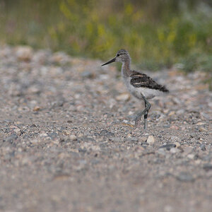 American_avocet_X7211116_07-21-2011-001.jpg