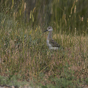 American_avocet_X7211117_07-21-2011-001.jpg