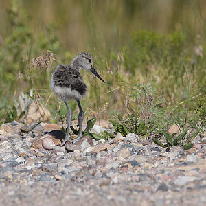 American_avocet_X7211125_07-21-2011-001.jpg