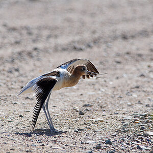 American_avocet_X7211134_07-21-2011-001.jpg