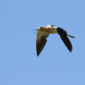 American_avocet_Z7198613-07-19-2010-001.jpg