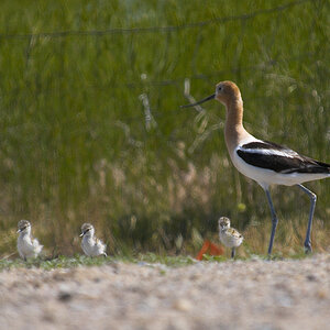 American_avocet_Z6272752_06-25-2008-002.jpg