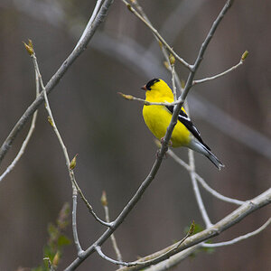 American_Goldfinch_X5160803_05-16-2020-001.jpg