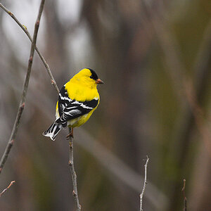 American_Goldfinch_X5160806_05-16-2020-001.jpg