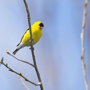 American_Goldfinch_X5160821_05-16-2020-001.jpg