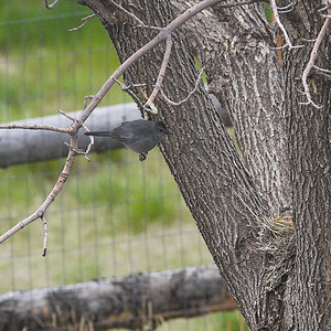 Gray_catbird_X5150774_05-15-2020-001.jpg